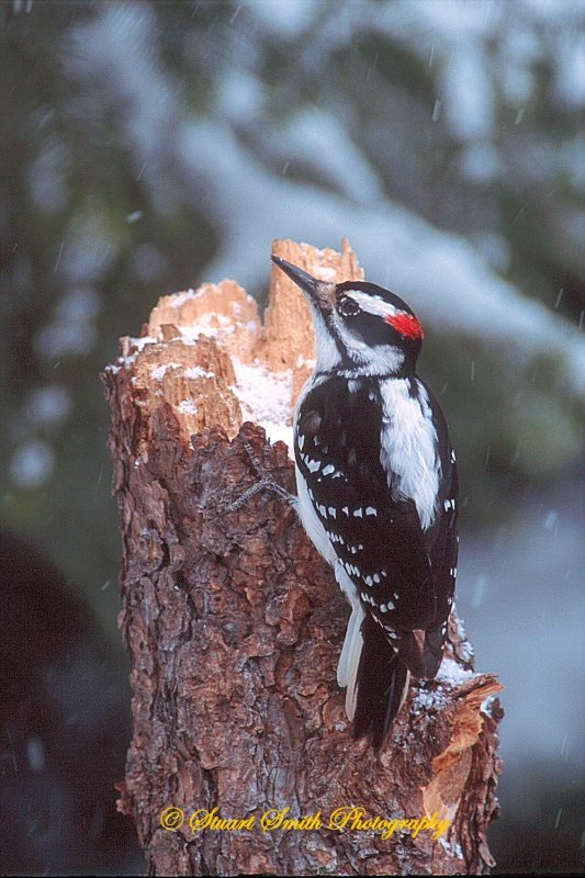 Hairy Woodpecker