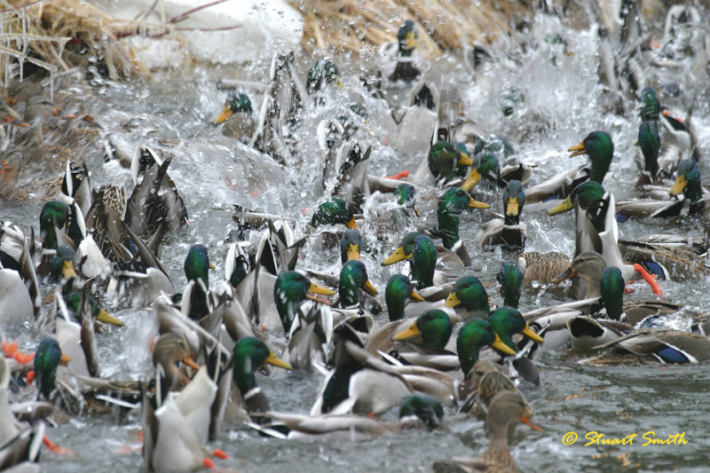 Feeding Frenzy 8299