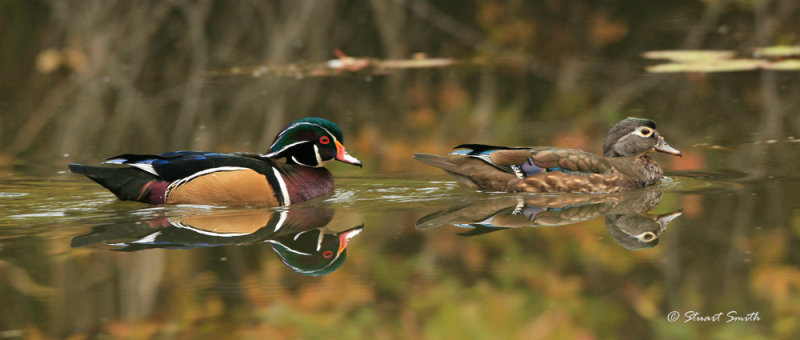 Wood Ducks and Fall Color 1912