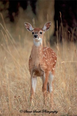 Little Whitetail with lots of spunk!