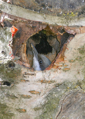 Nuthatch peeking out of tree cavity.