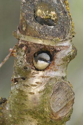 Nuthatch Peeking