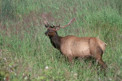 Roosevelt Elk Bull in Velvet