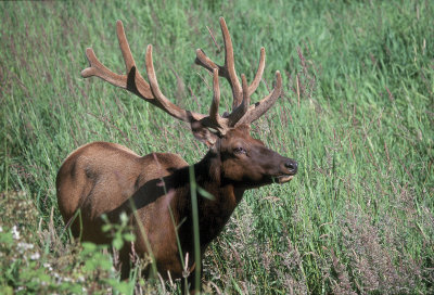 Roosevelt Elk Bull #2 in series