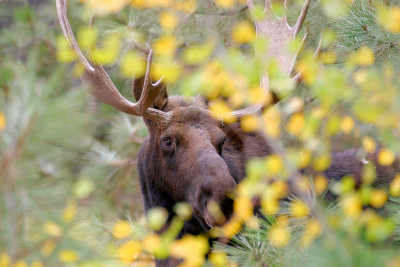 Through the Aspens