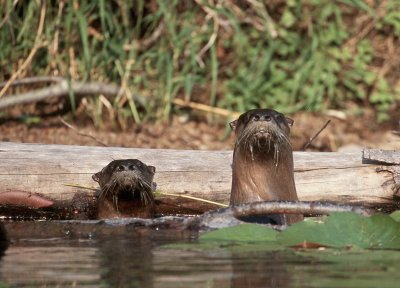 Two River Otters