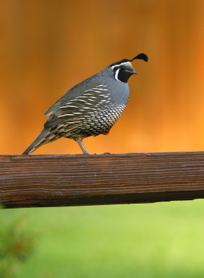 California Quail on Split Rail Fence