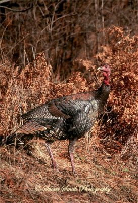 Wild Turkey (female)