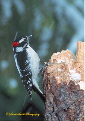 Downy Woodpecker