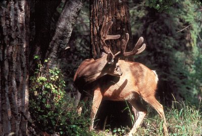 Mule Deer Buck in Velvet