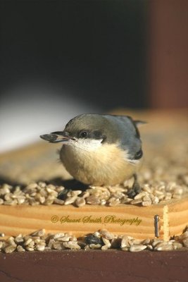 Pygmy Nuthatch at bird feeder