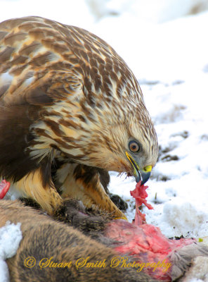 Rough Legged Hawk 7480