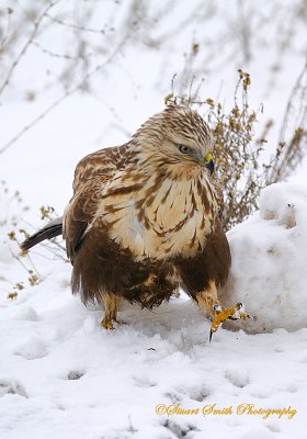 Rough Legged Hawk