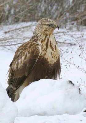 Rough Legged Hawk 7417