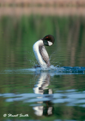 Common Loon Tail Walk