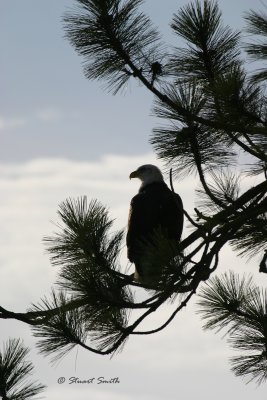 Bald Eagle 7190 Silhouette