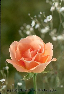 Peach colored Rose