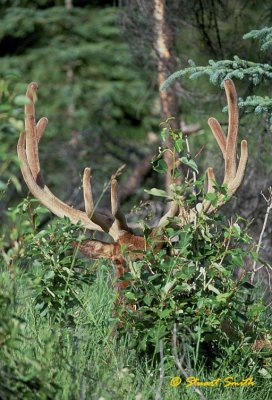 Bush with velvet antlers.