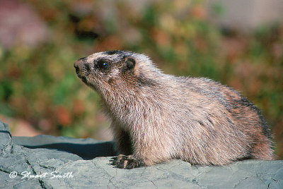 Pesky  Marmot