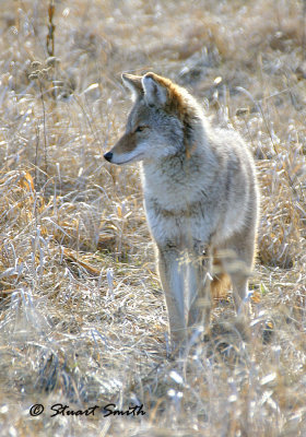 Coyote 7982