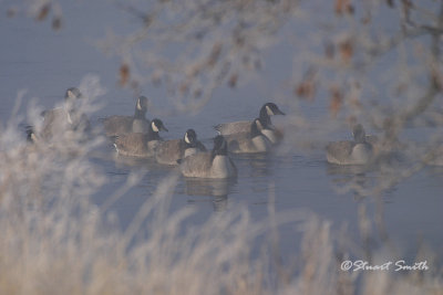 Canadian Geese 8452