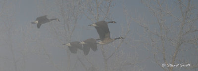 Canada Geese Fly-by  8500