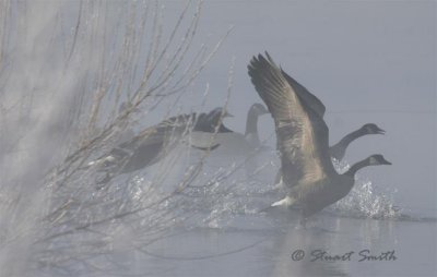 Geese in the Fog