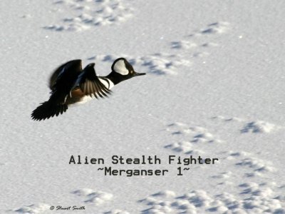 Alien Stealth Fighter