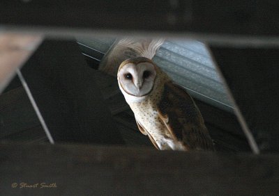 Barn Owl 8183