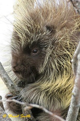 Safely Perched Porcupine Portrait
