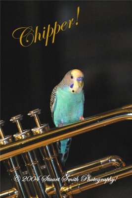 Parakeet that loves music!