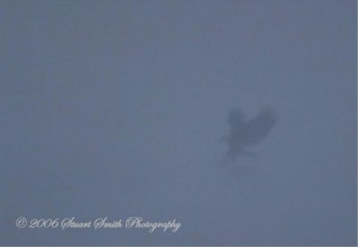 Eagle fishing in the fog