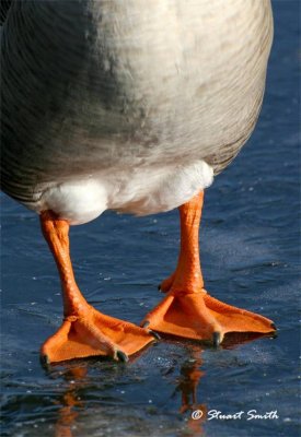 Goose Feet