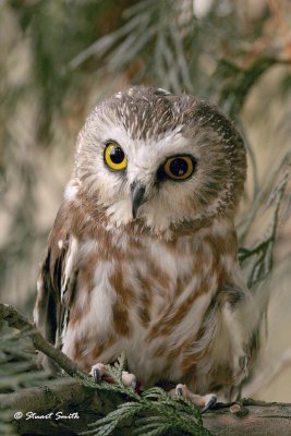 Northern-Saw-whet Owl 9549