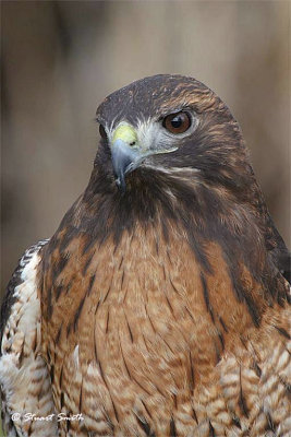 Red-tailed-Hawk-9515