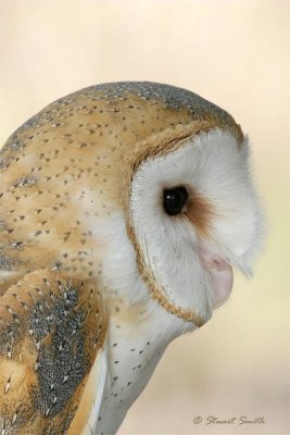 Barn Owl profile 9531