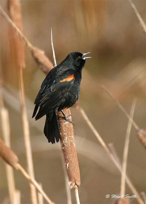 Red Winged Blackbird 9649