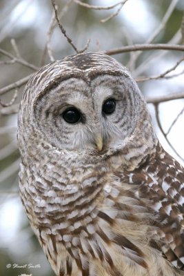 Barred Owl 9592