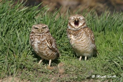 Burrowing Owl Yawn 9766