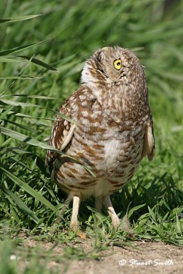 Burrowing Owl 9791