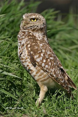 Burrowing Owl checking for threats 9800
