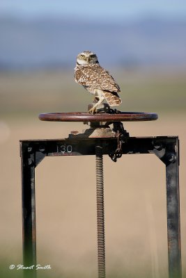 Burrowing Owl on irrigation gate 9747