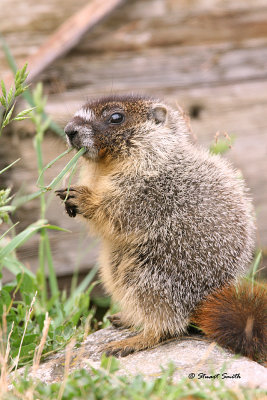 Marmot (juv) 20070607_0038