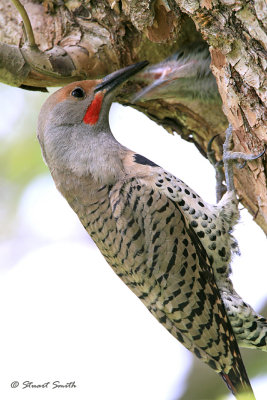 Red-Shafted Northern Flicker 20070611_0122
