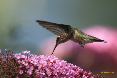 Hummingbird 20070725_0679