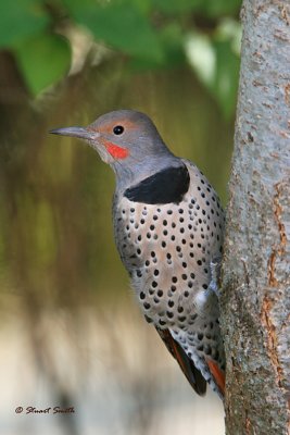 Red-Shafted Northern Flicker 1483