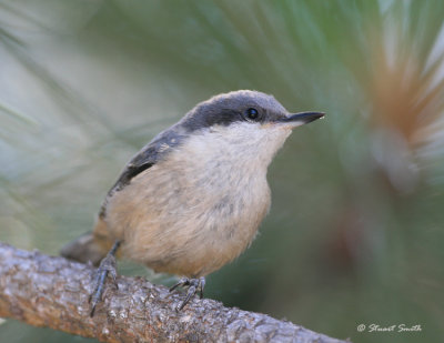 Pygmy Nuthatch 0384