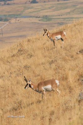 Pronghorn Antelope 1425