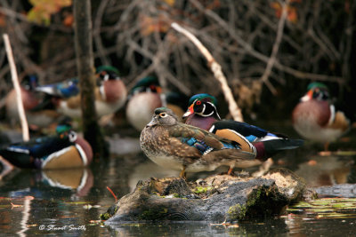 Wood Duck pair on floating log 20070928_1696