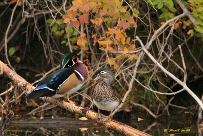 Wood Duck pair 20070928_1938